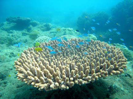 Acropora millepora from the Great Barrier Reef